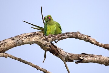 Pair of the rose-ringed parakeet (Psittacula krameri), also known as the ring-necked parakeet, is a medium-sized parrot. Beautiful colourful  parrot, cute parakeets perched on a branch. Alexandr Malý