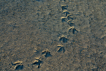 Shorebird prints in sand