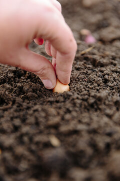 Close up of onion set being pushed into soil