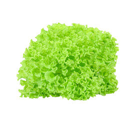 Fresh organic green lettuce isolated on white background.