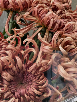 Beautiful bouquet of fresh chrysanthemum flowers