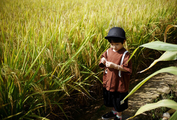 Cute little Asian boy playing in the rice field in autumn