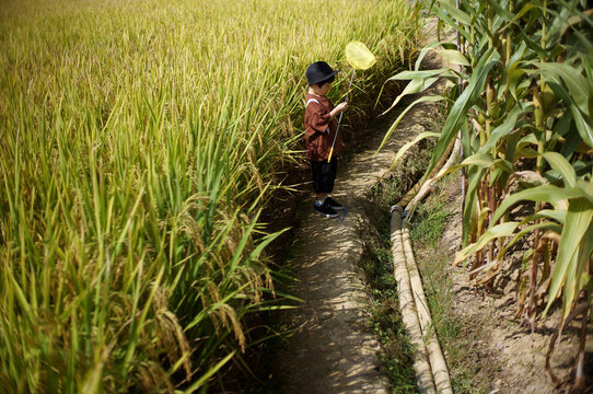 Cute little Asian boy playing in the rice field in autumn