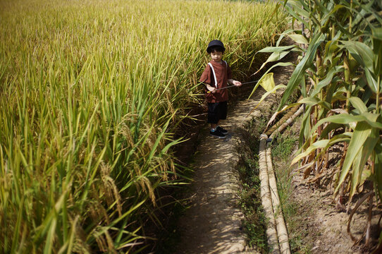 Cute little Asian boy playing in the rice field in autumn