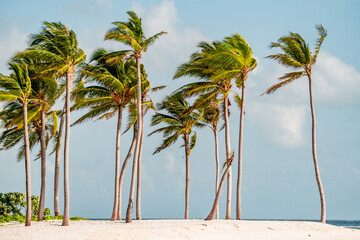 Maldive palm trees