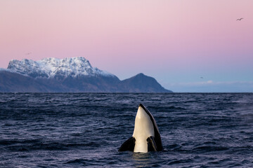 an orca takes the head out of the water to observe the surroundings