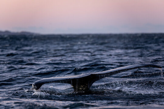 a humpback whale is about to dive