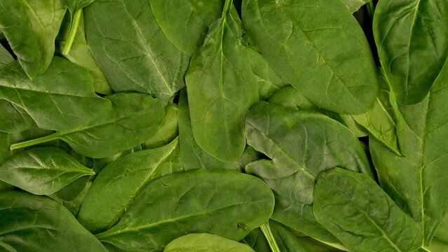 Fresh organic spinach leaves as healthy lifestyle.