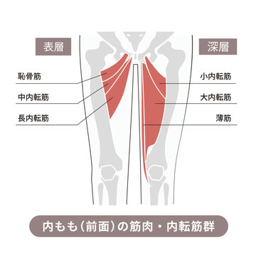 太もも前面、内転筋群の筋肉と骨を表した図説イラスト