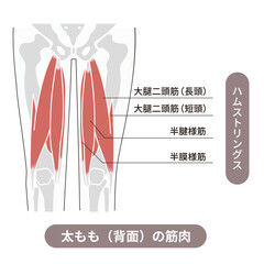太もも背面、ハムストリングスと呼ばれるそれぞれの筋肉と骨を表した図説イラスト