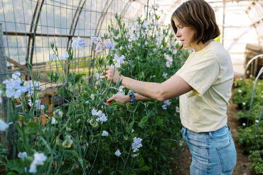 farmer picking sweet pea flowers in greenhouse
