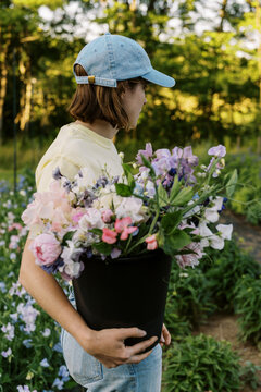Worker picking sweet pea flowers in spring on the farm