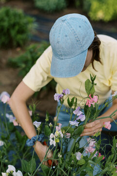 Worker picking sweet pea flowers in spring on the farm