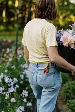 Worker picking sweet pea flowers in spring on the farm