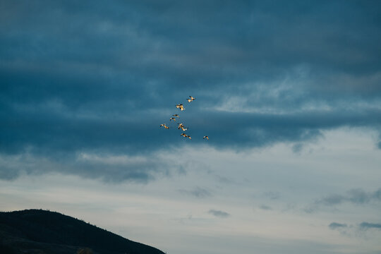V shaped flock of Caiqu&Atilde;&copy;n 