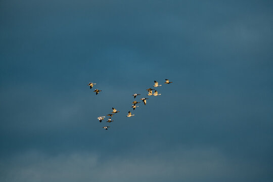 Upland Geese Flying