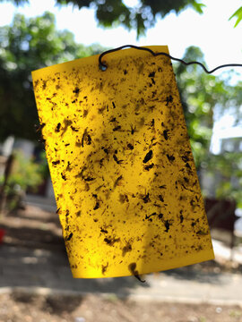 Catch and get rid of flies and pests  bugs