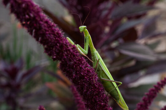 The Mantis