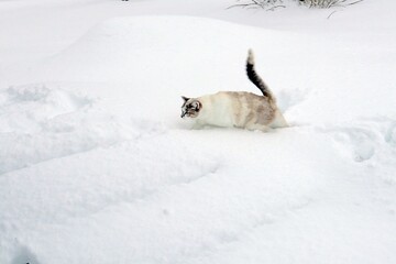 cat in snow