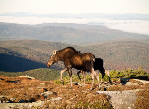 A moose and her calf near on the Appalachian Trail near the summit of Saddleback Mountain, Rangeley, Maine.