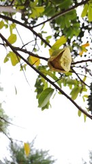 Sirsak flower or soursop or Dutch durian flower is a type of fruit that has benefits against various types of bacteria.