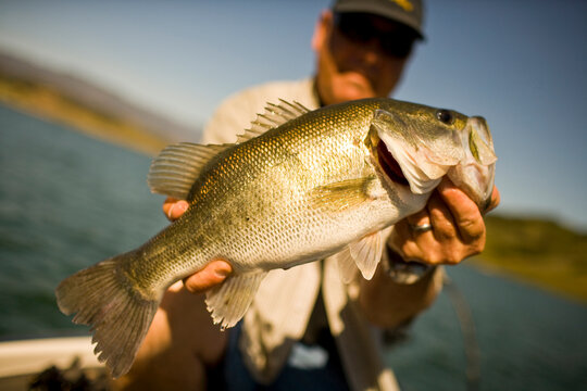 A man holds up his catch proudly for the camera while bass fishing in Lake Casitas.