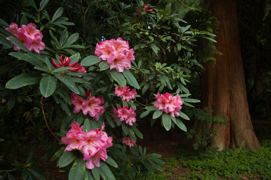 Flowers of the Pacific Rhododendron ( (Rhododendron macrophyllum), Washington Park Arboretum, Seattle, Washington.