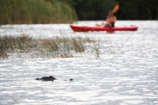 An American crocodile (Crocodylus acutus) breaches the surface near a kayaker in Everglades National Park, Florida.