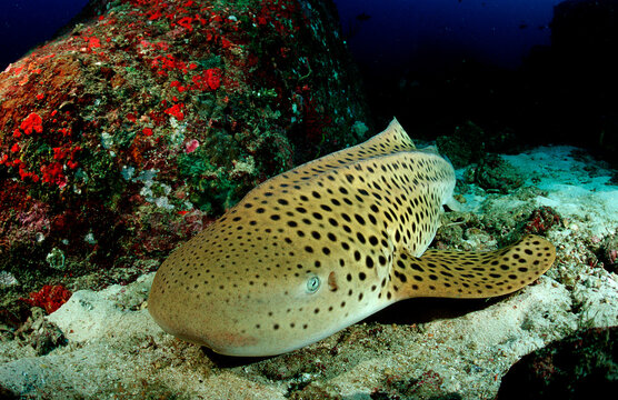Leopard shark, Stegostaoma varium, Thailand, Indian Ocean, Phuket, Similan Islands, Andaman Sea