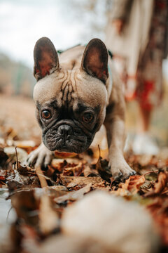 Portrait Of French Bulldog.