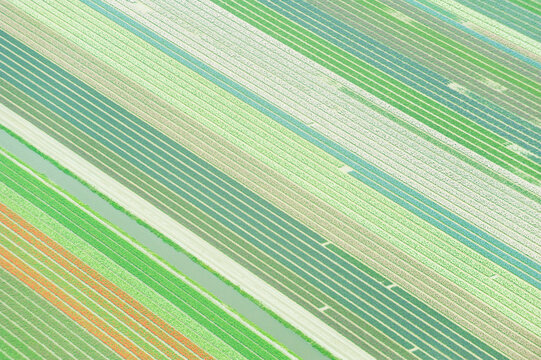Looking down on tulips fields from an airplane, Holland, Netherlands.