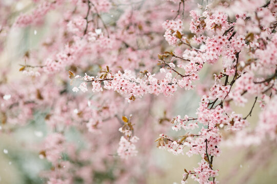 Snow falling on a spring blossom tree