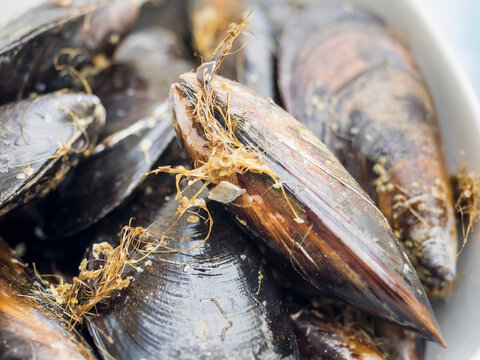 Close-up of fresh mussels