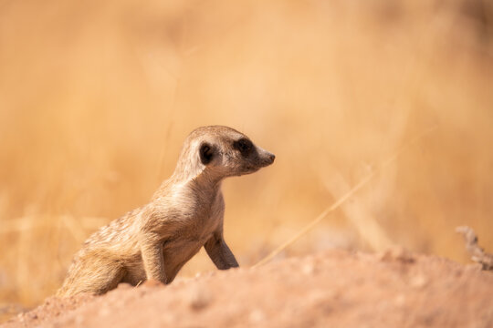 Meerkat Looking Out in desert of Namib, Namibia