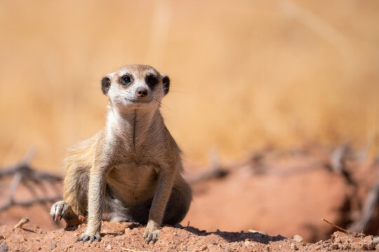 Meerkat Looking Out in desert of Namib, Namibia