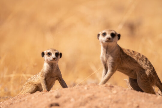 Meerkat Looking Out in desert of Namib, Namibia