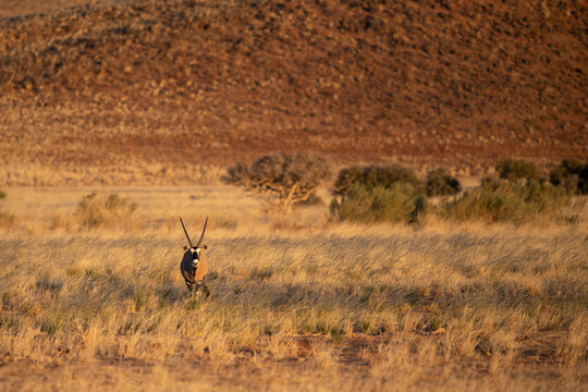 Lonely Oryx in Namib desert, Namibia