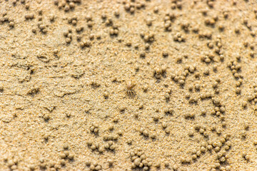 A baby crab in sand