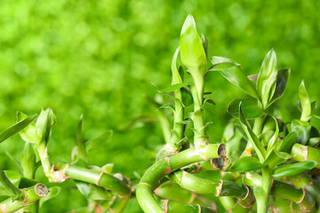 Fototapeta na wymiar Green bamboo branches outdoors, closeup