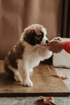 Puppy pose 