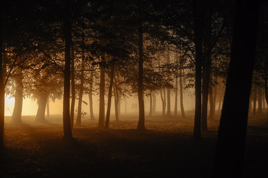 Autumn park in the fog at dawn