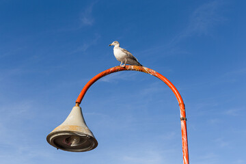 Seagull resting in the middle of a curved street lamp