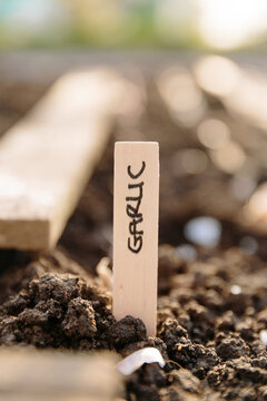 Wooden label for planting a row of garlic