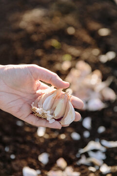 Dividing garlic bulb for planting