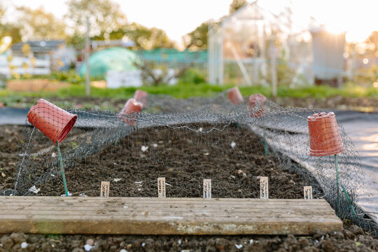 Net protecting crop of newly planted garlic on allotment