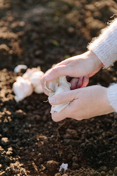 Woman dividing garlic bulb for planting on allotment