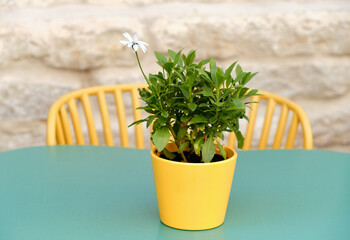 Yellow flower pot with lonely blooming plant on colorful table