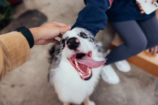 Border Collie dog enjoying a stroke