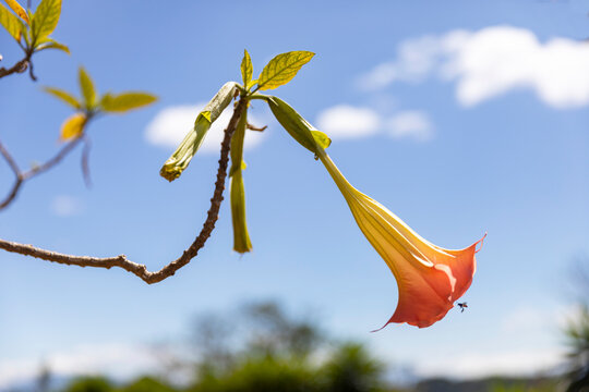 Angels Trumpet Flower in nature Costa rica with bee   polination