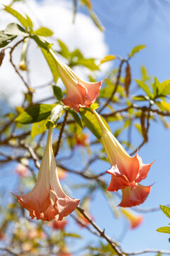 Angels Trumpet Flower Plant  In Nature Costa Rica 